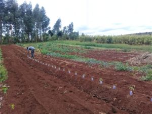 Assentamento do MST em Londrina-PR investe na produção de tomate orgânico
