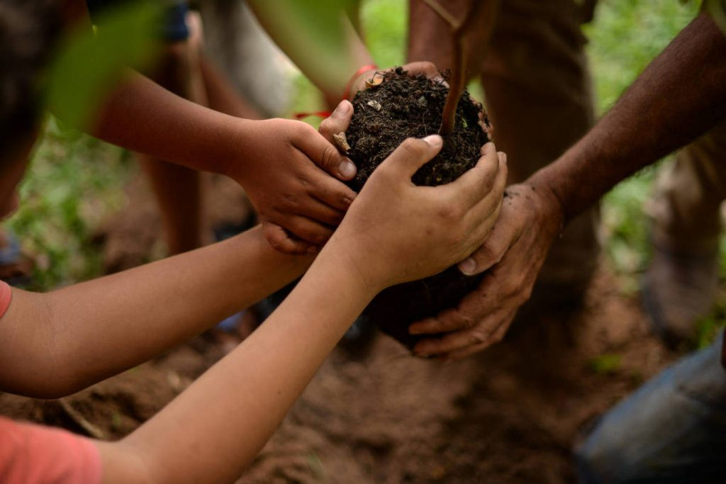 fotografia colorida em que diversas mãos adultas e infantis seguram uma muda de árvore que será plantada